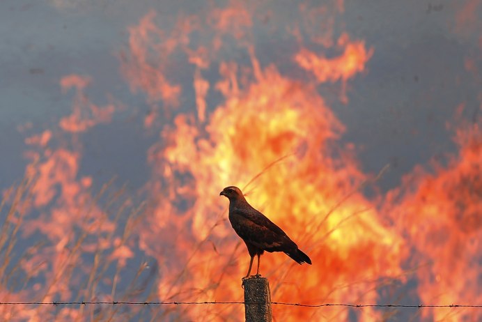 Животные спасаются от пожара