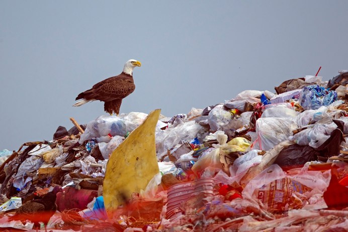 Птицы на помойке