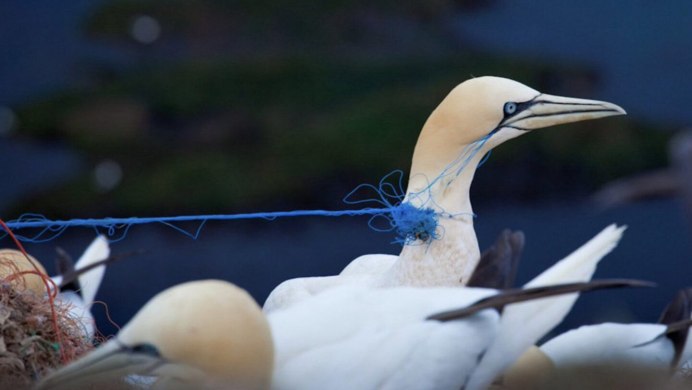 Птицы и пластик