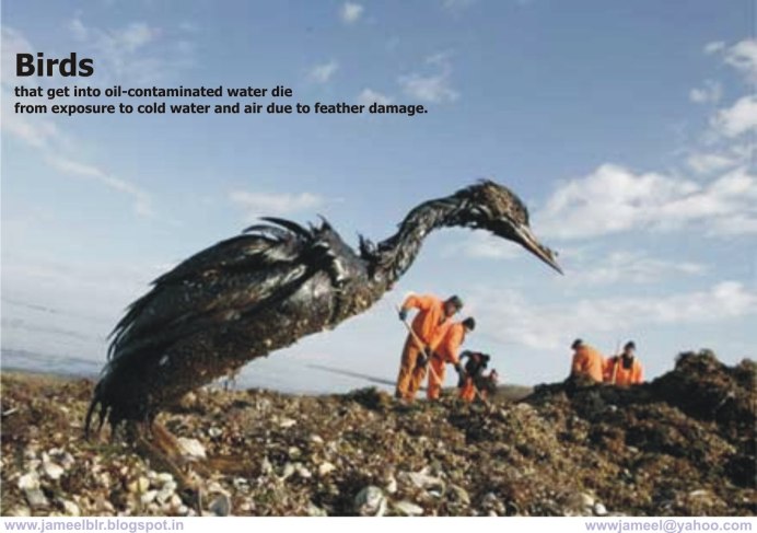 Птицы в мазуте