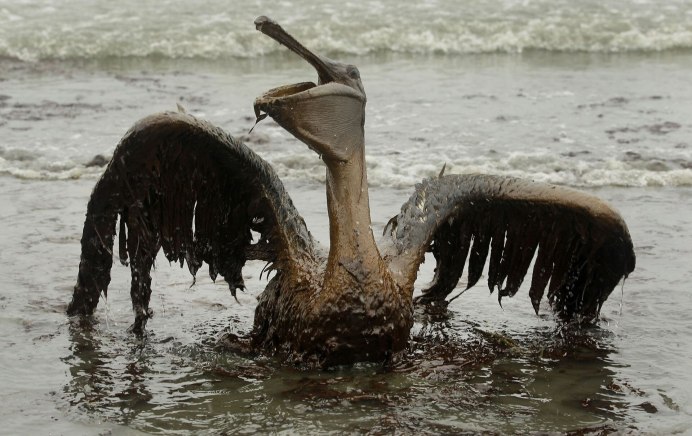 Птицы в нефти