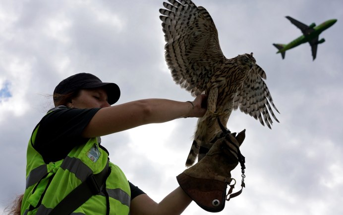 Орнитолог в аэропорту Домодедово