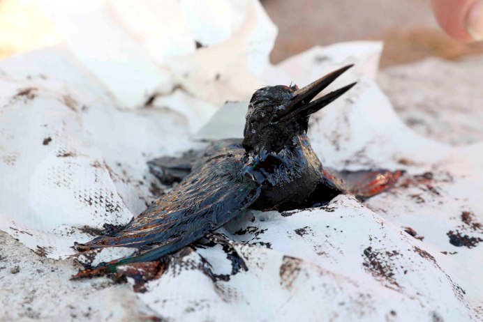 Загрязнение воды животные