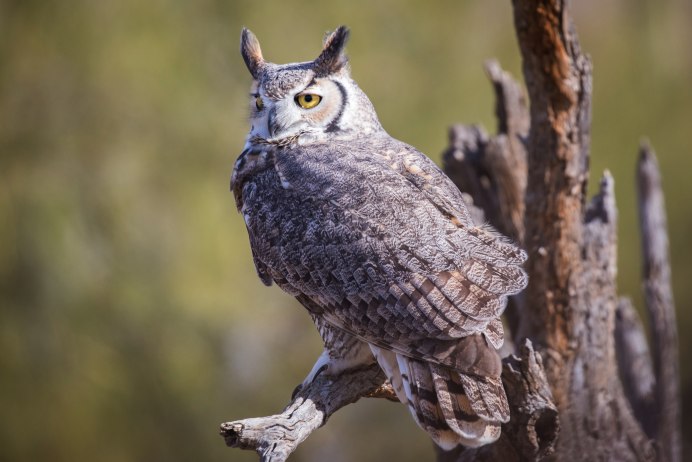 Виргинский Филин фото
