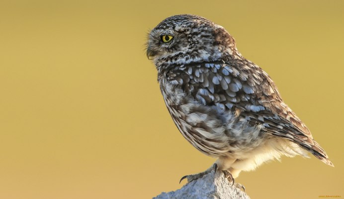 Сова с боку