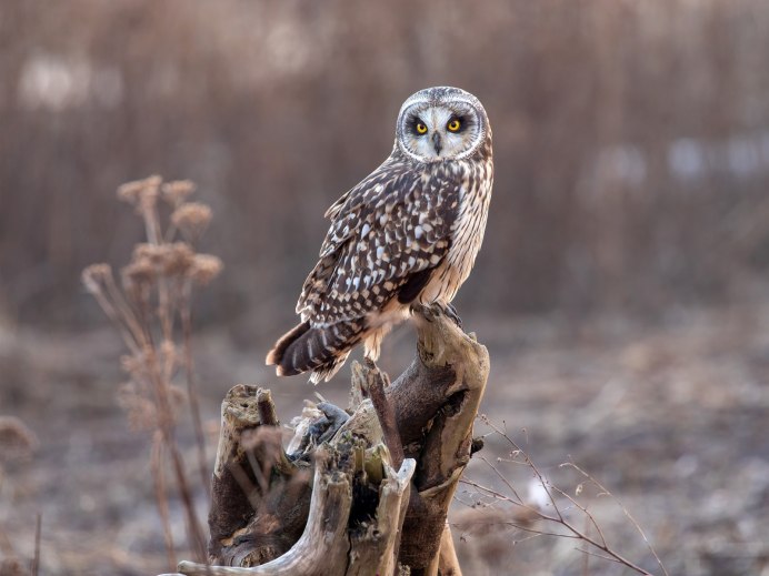 Совы нежные