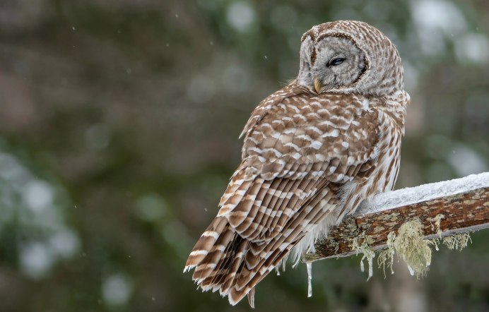Филин и неясыть