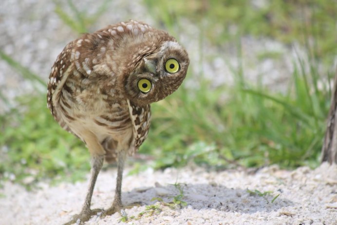 Бородатая неясыть маскировка