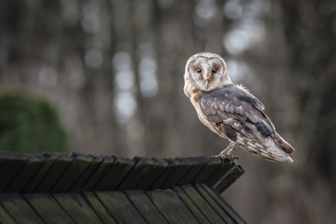 Отряд Совы Сыч