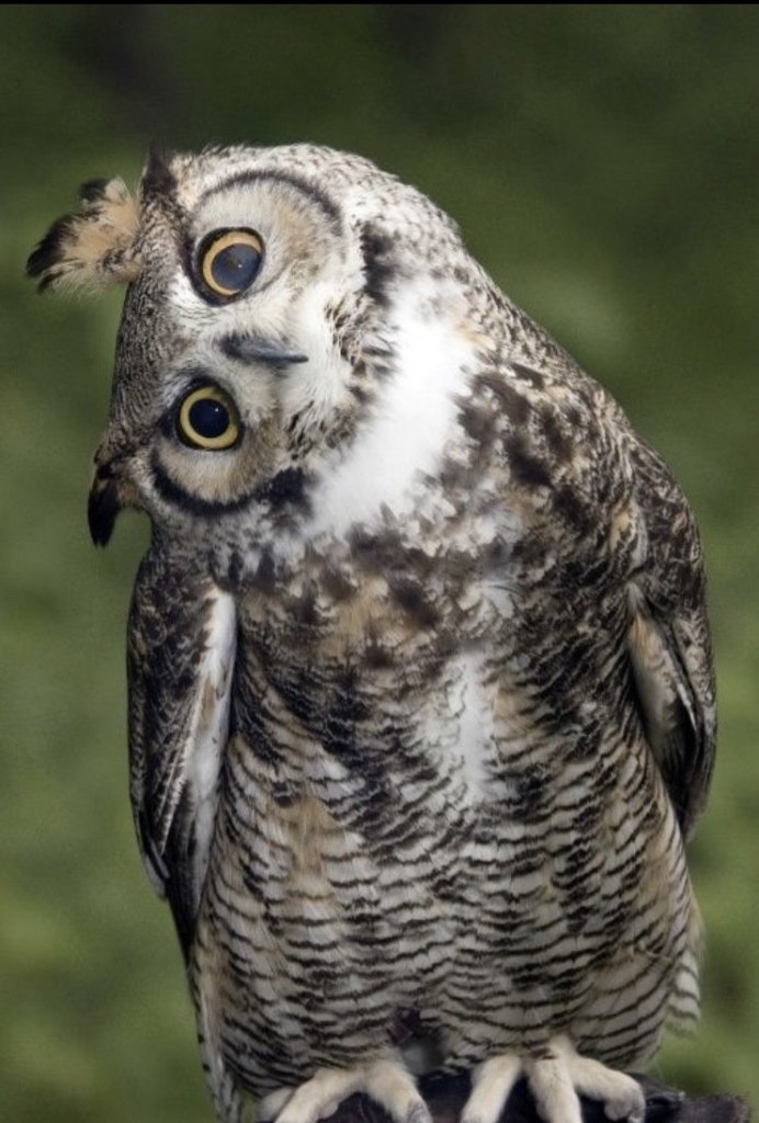 Фон для рабочего стола Сова