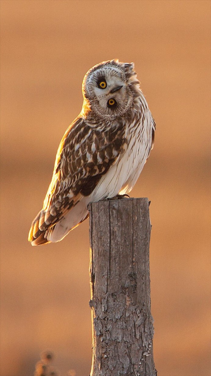 Капуша птица