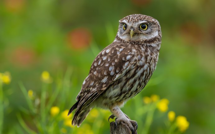 Фон на рабочий стол Сова с кофе