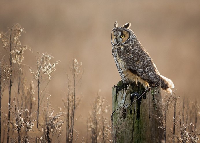 Клюв Филина и Совы