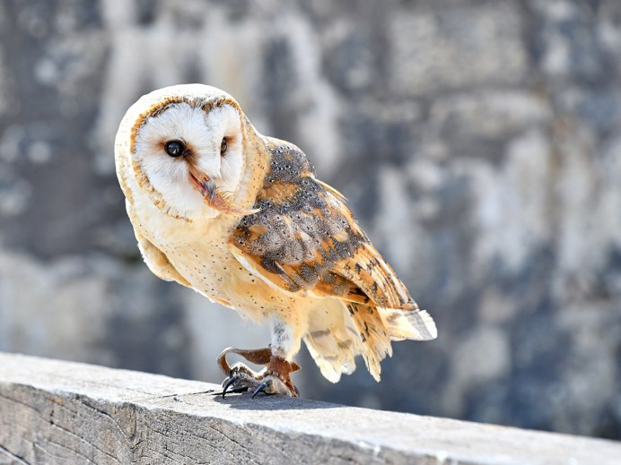 Рыжие две Совы