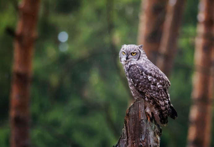 Капуша птица