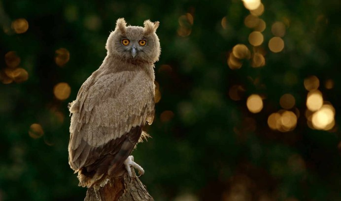 Филин со спины