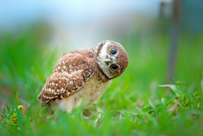 Вечерние Совы