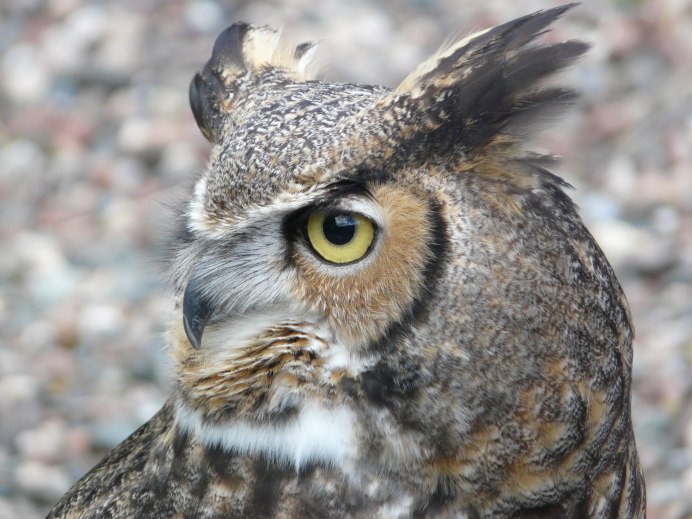 Совообразные клюв