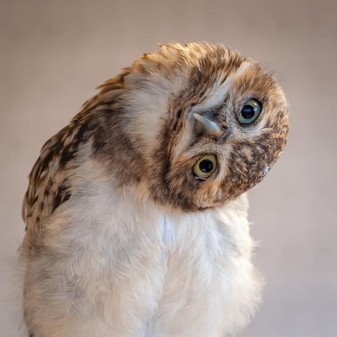 Сова фото