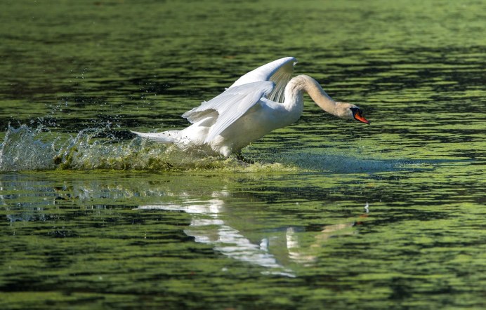 Лебедь взлетает с воды