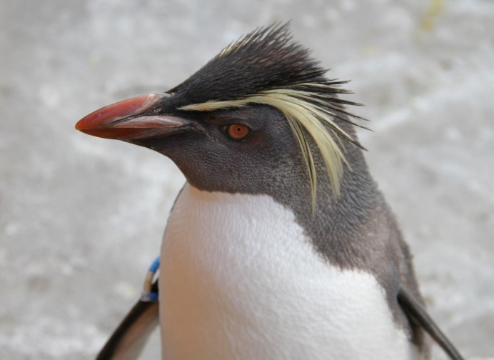 Eudyptes sclateri