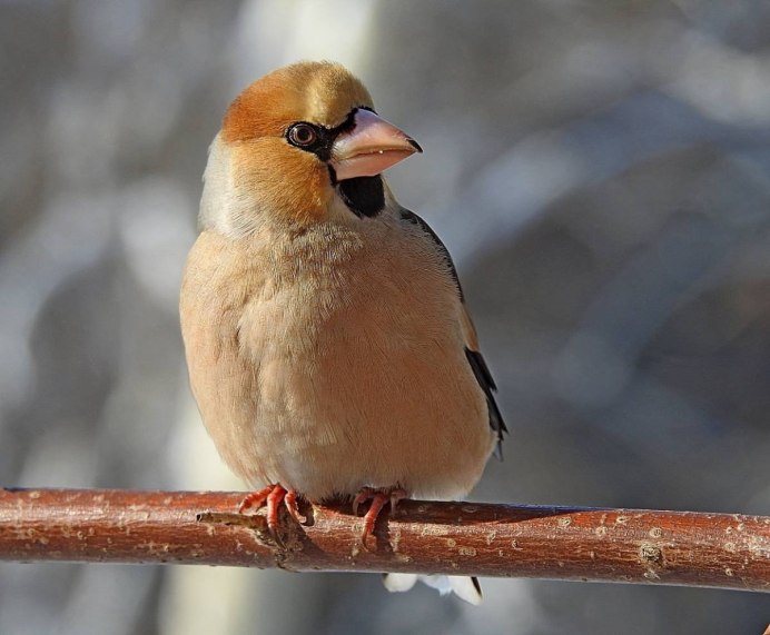 Дубонос coccothraustes coccothraustes