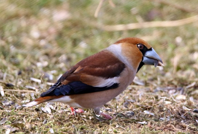 Дубонос coccothraustes coccothraustes