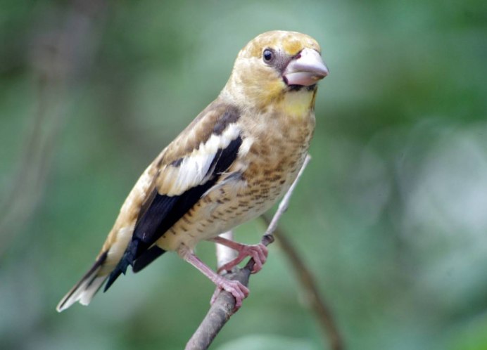 Дубонос coccothraustes coccothraustes