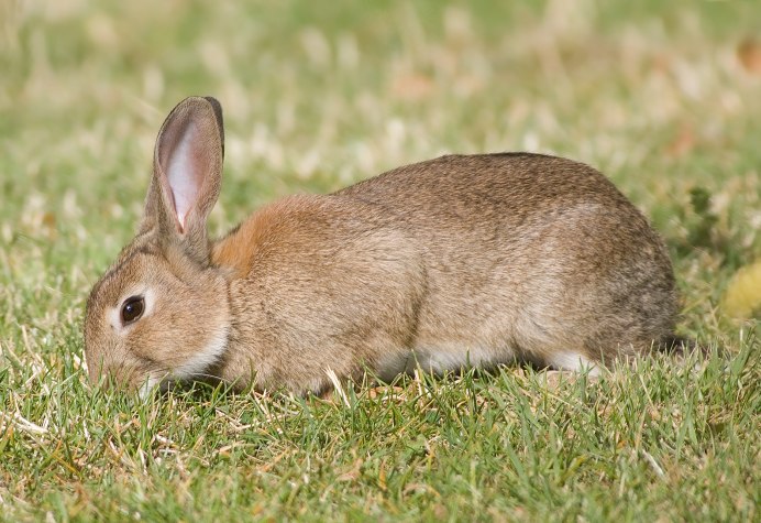 Oryctolagus cuniculus