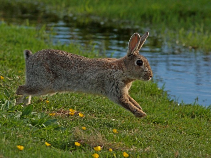 Дикий кролик Oryctolagus cuniculus
