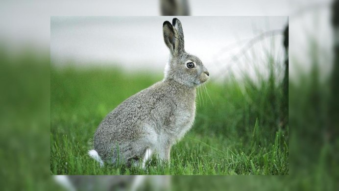 Популяция кроликов (Oryctolagus cuniculus).