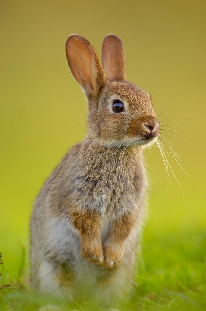 Oryctolagus cuniculus