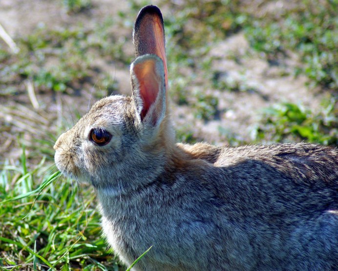 Дикий кролик Oryctolagus cuniculus