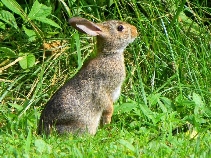 Кролик (Oryctolagus cuniculus) родичи