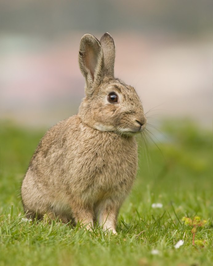 Дикий кролик Oryctolagus cuniculus