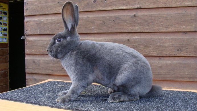 Дикий кролик Oryctolagus cuniculus