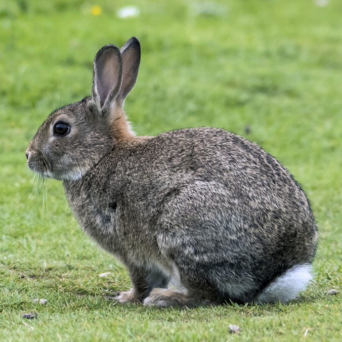 Дикий кролик Oryctolagus cuniculus
