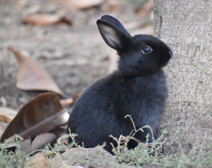 Oryctolagus cuniculus
