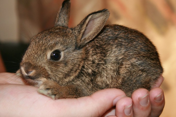 Дикий кролик Oryctolagus cuniculus