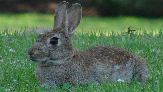 Кролик вида Oryctolagus cuniculus