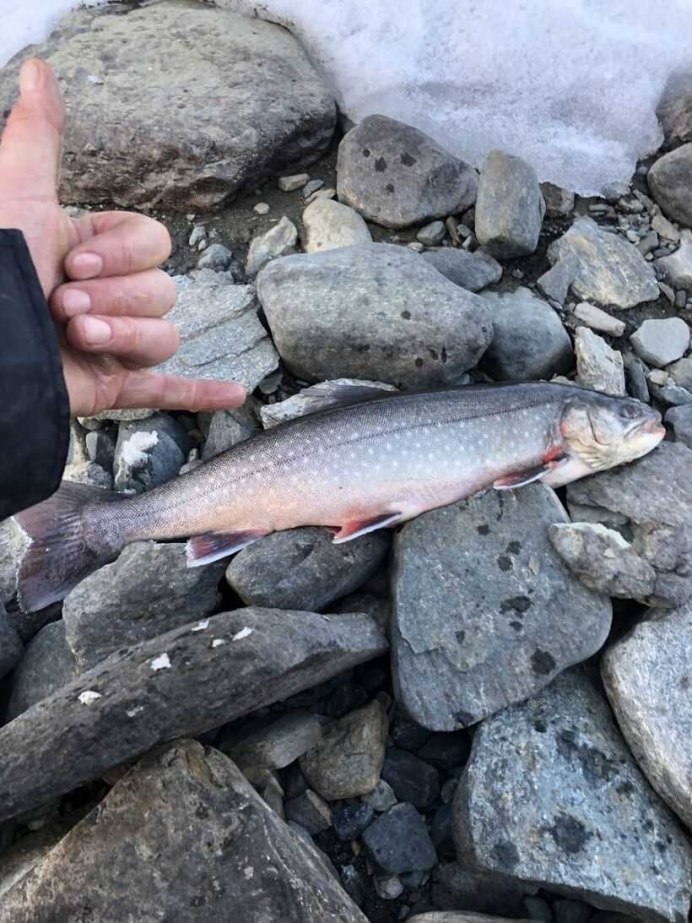 Арктический голец Salvelinus Alpinus