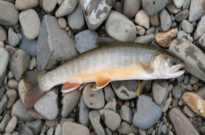 Арктический голец Salvelinus Alpinus