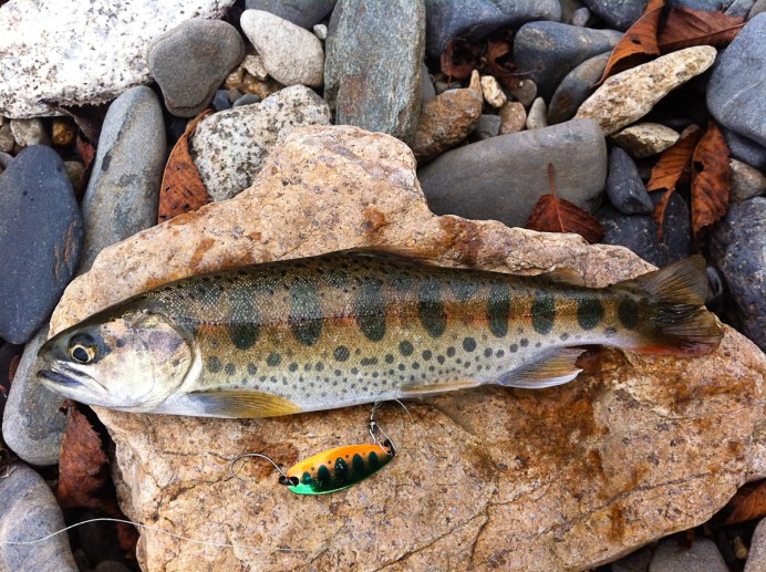 Salvelinus kronocius