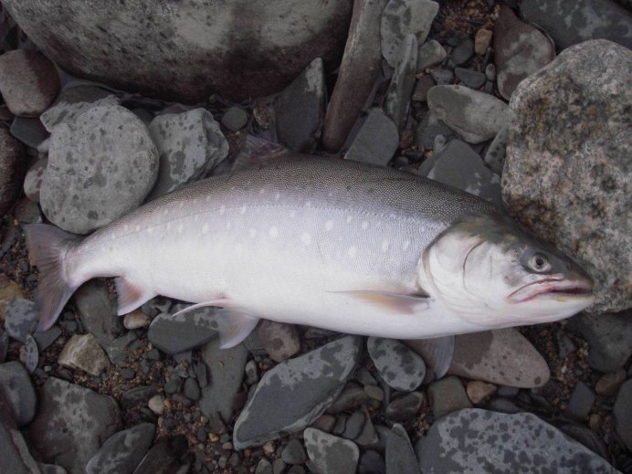 Арктический голец Salvelinus Alpinus