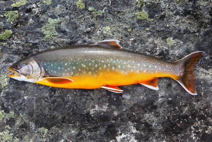 Арктический голец Salvelinus Alpinus