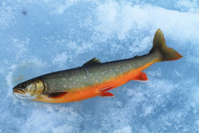 Salvelinus – гольцы