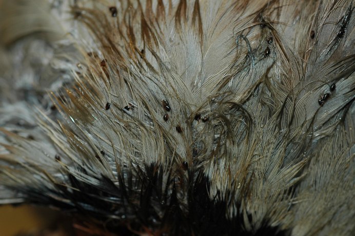 Linognathus setosus