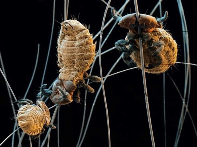 Bovicola caprae