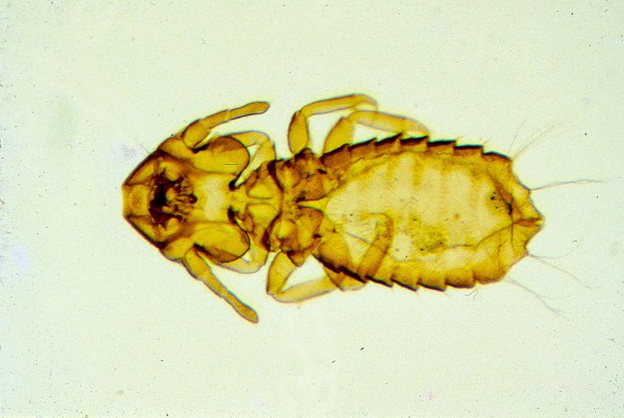 Bovicola Bovis