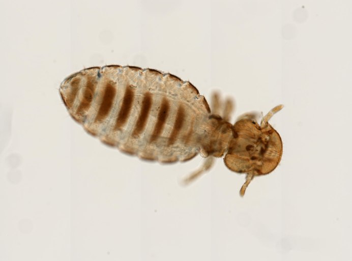 Trimenopon hispidium.